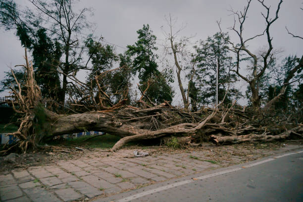 istock Super cyclone Amphan caused devastation, West Bengal, India 1321173994