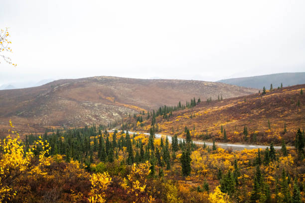 istock On the Road to Denali 1321174042