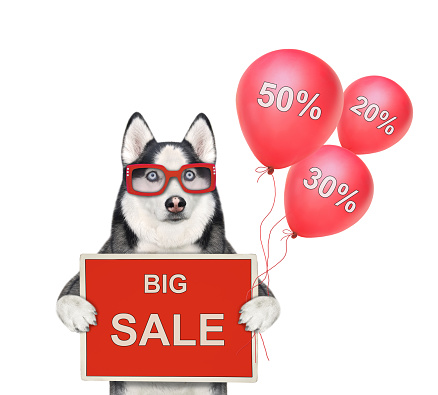A dog husky in glasses is standing with red balloons and a poster that says big sale. White background. Isolated.