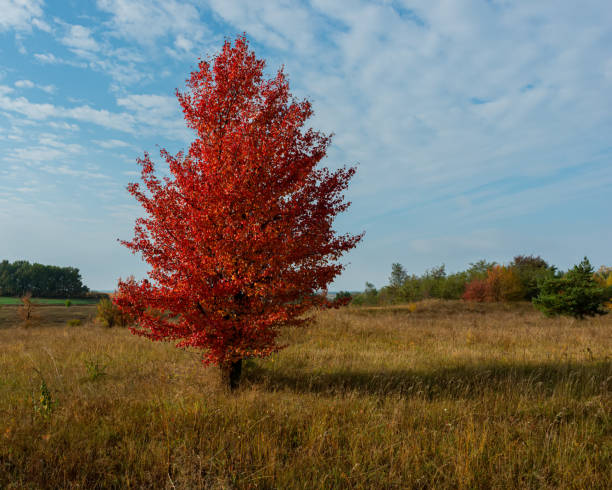 peral silvestre con follaje rojo, paisaje rural - autumn blue botany clear sky fotografías e imágenes de stock