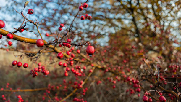 Branches with red hawthorn fruit covered with dew drops Branches with red hawthorn fruit covered with dew drops. Autumn season. For design. Web banner. april showers may flowers stock pictures, royalty-free photos & images