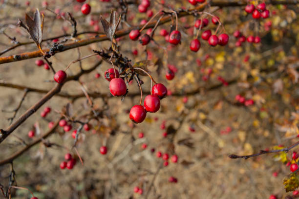 Branches with red hawthorn fruit covered with dew drops Branches with red hawthorn fruit covered with dew drops. Autumn season. For design. Web banner. april showers may flowers stock pictures, royalty-free photos & images