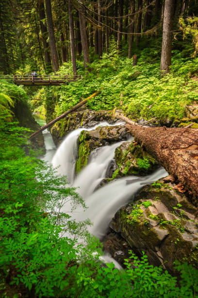 istock Sol Duc Falls in Olympic National Park, Washington 1321175256