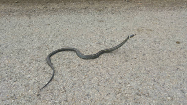istock Grass snake (Natrix natrix) on the road 1321175266