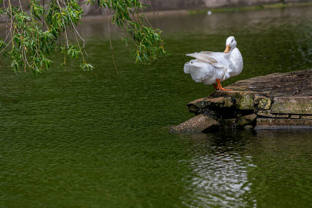 istock White pekin duck on a riverbank 1321176365