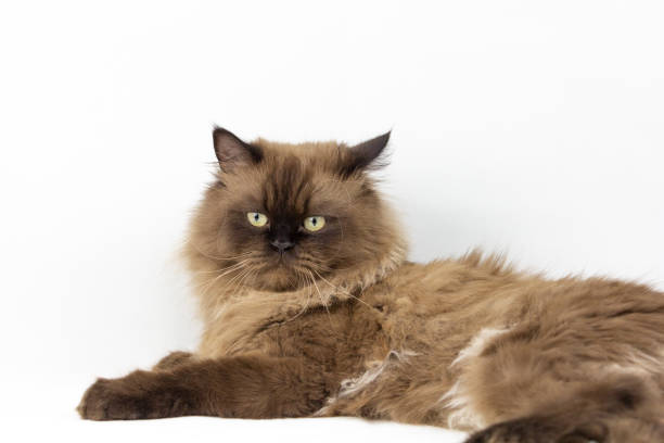 istock Persian cat sitting on white background,isolated 1321177410