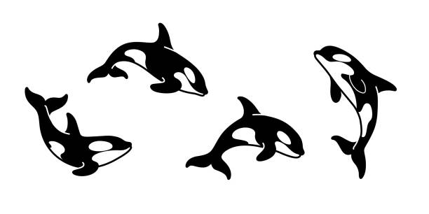 ilustraciones, imágenes clip art, dibujos animados e iconos de stock de animal - ballena orca