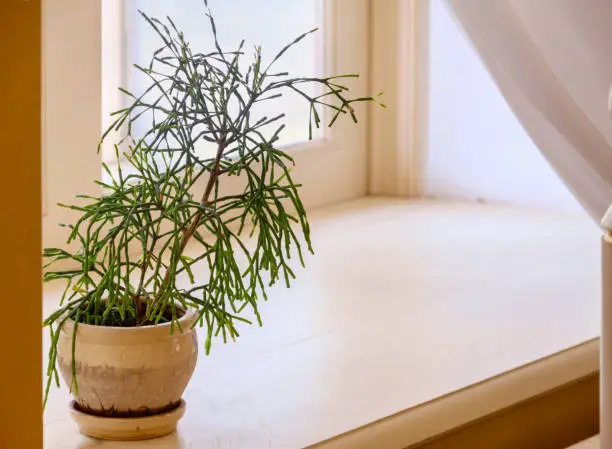 One rhipsalis plant pot windowsill warm home interior. Plants and succulents. Botanical home gardening.