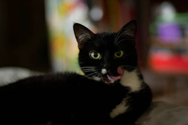 istock Black cat looks into the camera. The pet is lying on the bed. 1321179461