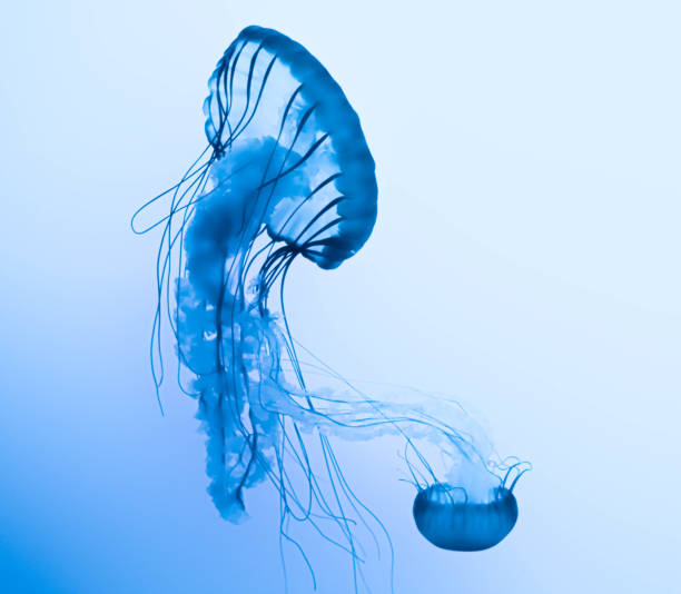 jellyfish stock photo