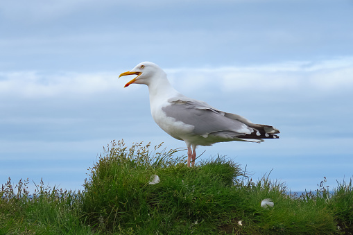 Seagull (larus argentatus) with open mouth screeching, standing on grass against a blue sky background