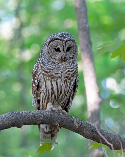 istock Barred owl hunting in spring 1321184565