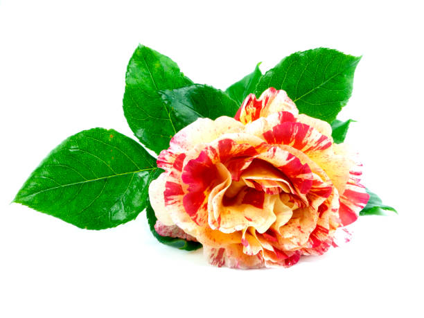 istock Single rose flower with leaf , yellow red color fresh petal, isolated object, design element 1321184636