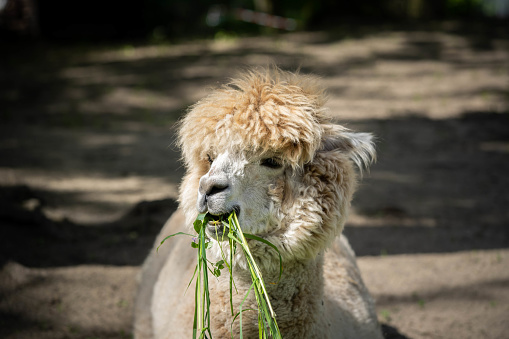 beautiful cute alpaca chewing grass