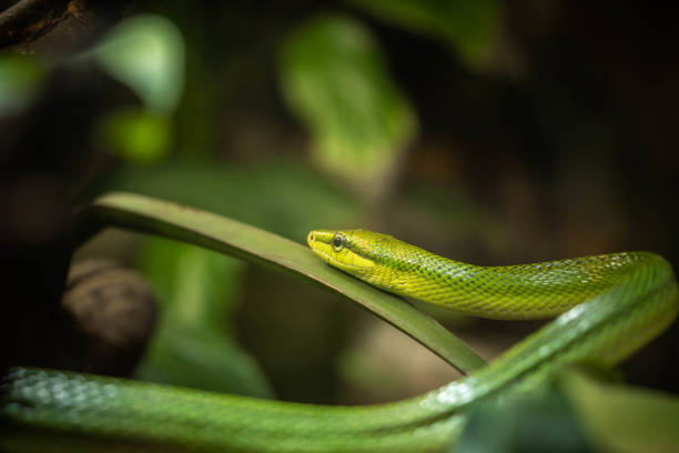 istock green snake resting in the branches, incredible wildlife 1321184761
