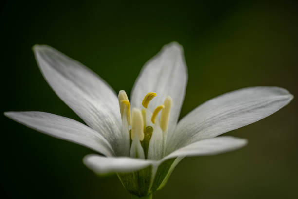 istock beautiful white flower at close range, incredible wildlife 1321184817