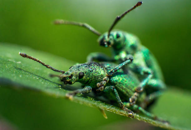 istock turquoise weevils mate on a leaf, incredible wildlife 1321185384