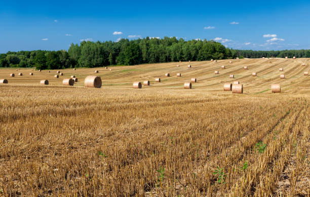 istock stacks of their wheat straw 1321185844