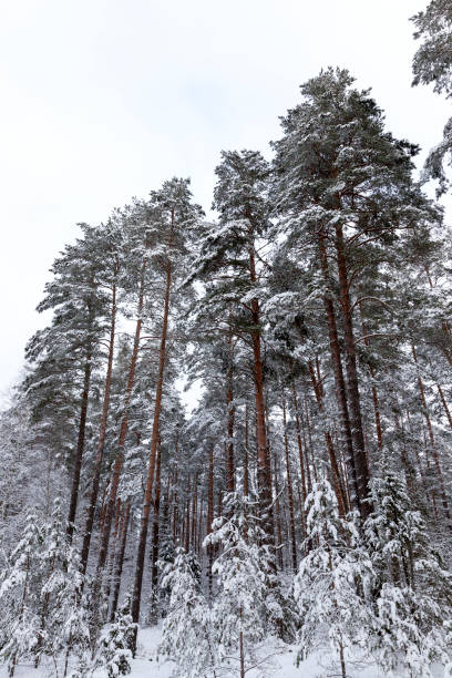 istock snow covers the ground and trees, plant in winter 1321185949