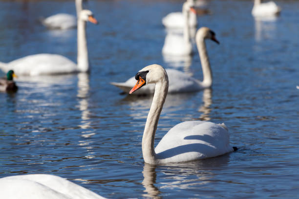 istock floating on the water a group of white Swan 1321186090