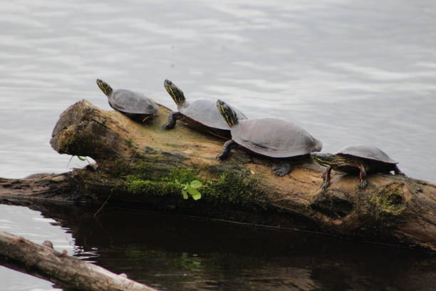 istock Wildlife in nature 1321186243