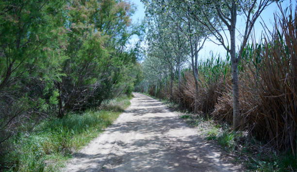 istock Path in the countryside on a sunny day, hiking concept 1321186921