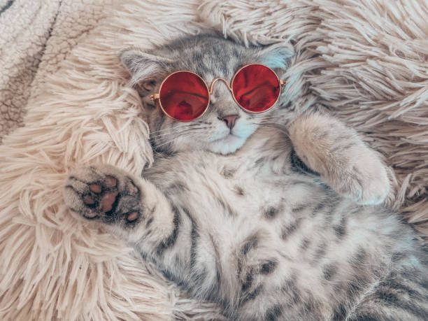 istock Cute Scottish cat, three month old kitten 1321187374