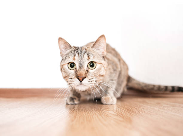 istock Ginger cat looking at something with big black eyes. 1321187376