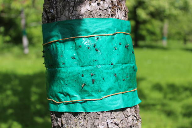 istock glue band on a tree in the garden 1321187461