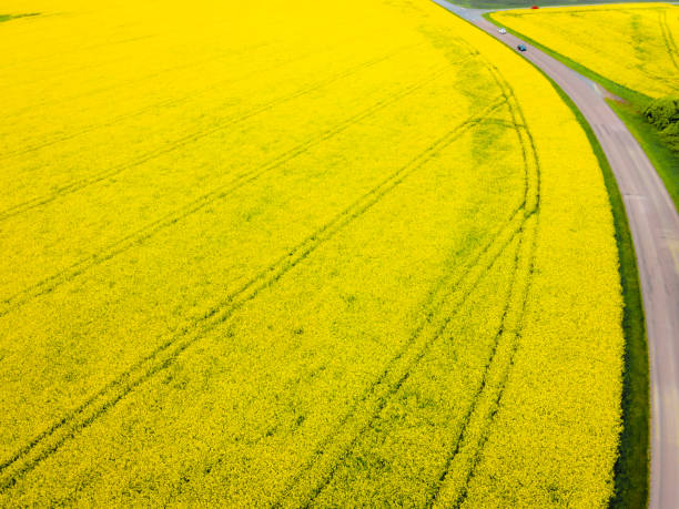 istock Colza field aerial view 1321187508