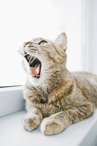 istock Ginger cat lying on the windowsill and yawning. 1321187515