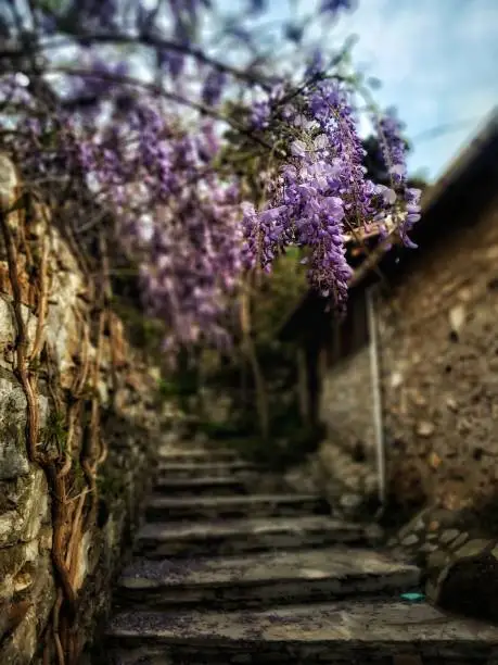 A wide shot of a mistflower (Chinese wisteria) on a stone wall. The purple blossom is hanging down from the stem of the plant. The main body and the vine-like roots are clinging to the stone wall on the left. The background is a blurry small town street with steps going up. The shot is taken in the Aegean region, west of Turkey. The lilac colored blossom is in the spring time.