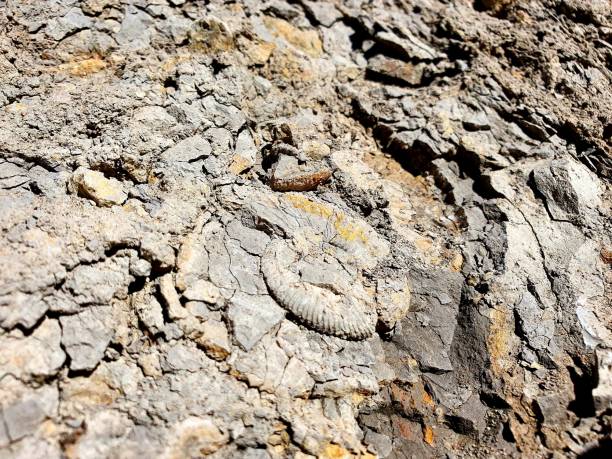 Free shell fragment stock photos. Download the best free shell fragment ...