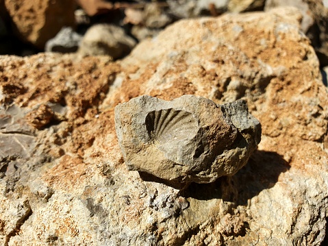 Small Bivalve Shell Imprint on a little limestone. The image was captured in the jurassic part of canton aargau.