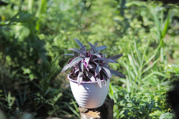 tradescantia spathacea, adam eve plante en pot blanc dans le jardin. photo d’archives - tradescantia epidermis photos et images de collection