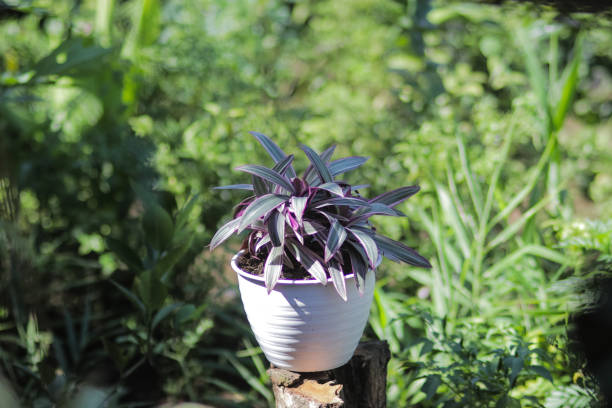 商人スパタシア、庭の白い鍋でアダムイブ植物。ストック写真 - tradescantia epidermis ストックフォトと画像