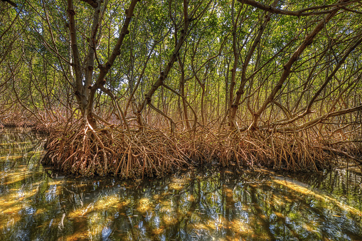 Deep inside a red mangrove forest in Florida with prop roots covered with oysters in shallow water as sunlight comes through the tree canopy.