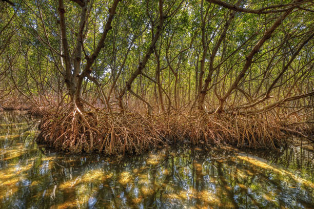 Mangrove Estuary Deep inside a red mangrove forest in Florida with prop roots covered with oysters in shallow water as sunlight comes through the tree canopy. mangrove forest photos stock pictures, royalty-free photos & images