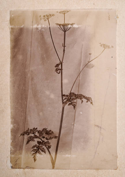 vintage-foto von einer wildblume, victorian, 19. jahrhundert - gemaltes bild fotos stock-fotos und bilder