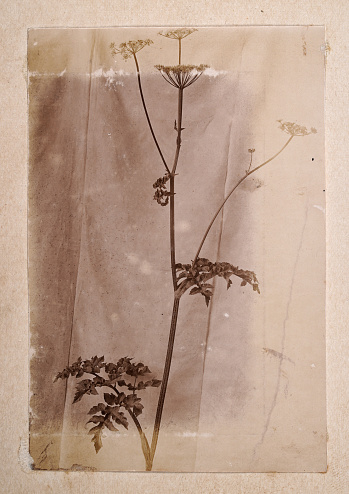 Vintage photograph of a Wildflower, Victorian, 19th Century