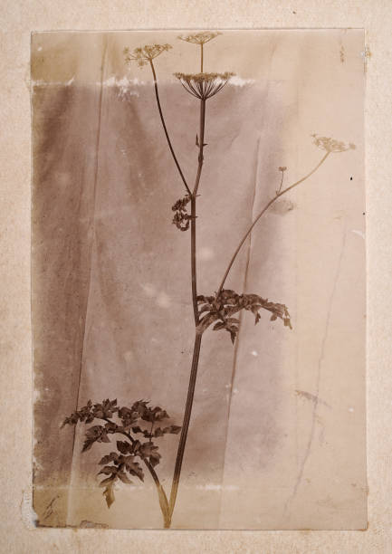 vintage photograph of a wildflower, victorian, 19th century - painted image fotos imagens e fotografias de stock