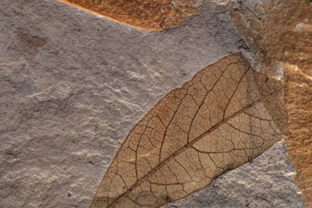istock Fossil leaves on a limestone of Tertiary age 1321192197