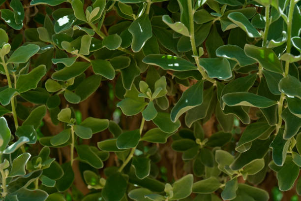 istock natural green leaves background 1321192412