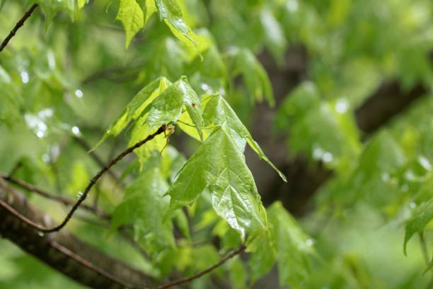 istock Spring shoots of a sugar maple, Acer saccharum 1321192570