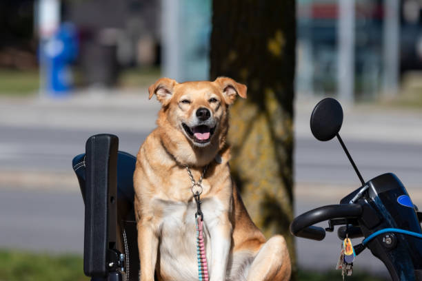 istock Happy panting dog looking at the camera 1321192662