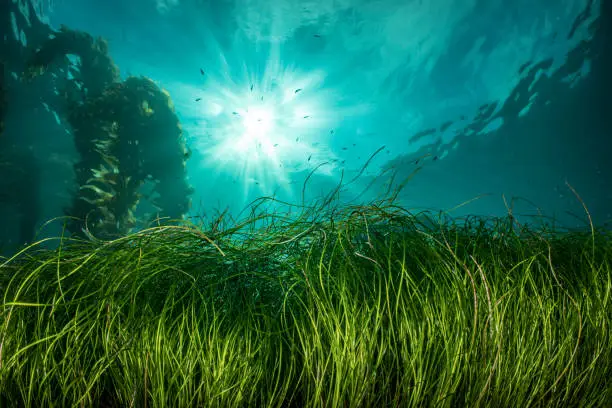 Sea grass underwater
