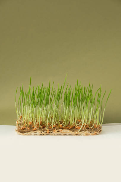 istock Growing microgreens at home. Fresh Wheat sprouts on linen mat 1321193832