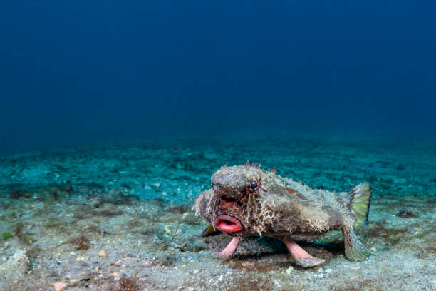 poisson-chauve-souris rouge - anglerfish sea fish underwater photos et images de collection