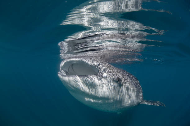 Whale Shark Whale shark underwater sea of cortes stock pictures, royalty-free photos & images