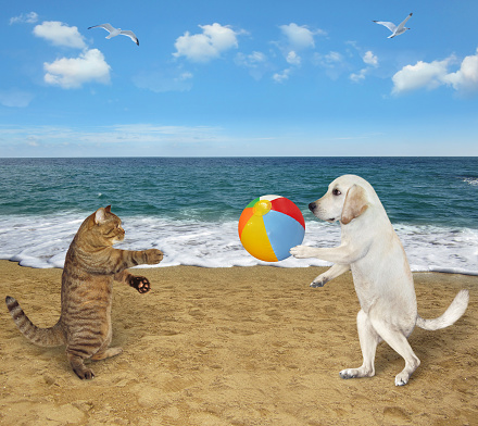 A beige cat and a dog labrador play with a ball on a beach of the sea together.